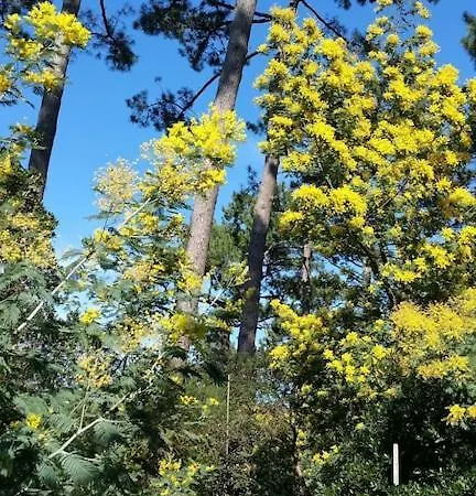 California Piscine Chauffee 14x4m Moulleau Abatilles 10 Pers Villa