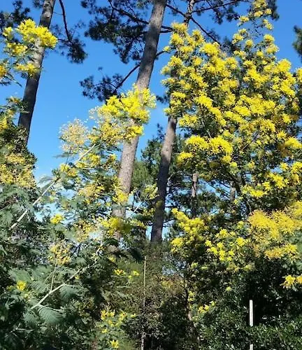 California Piscine Chauffee 14x4m Moulleau Abatilles 10 Pers Villa